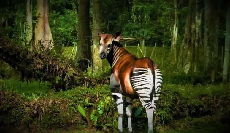 Okapi — Trésor endémique de la RDC
